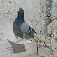 کبوتر|پرنده|فیروزآباد (لرستان), |دیوار