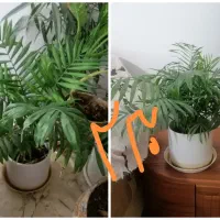 گل،بهترین هدیه روز مادر|گل و گیاه طبیعی|نیشابور, بزرگمهر|دیوار