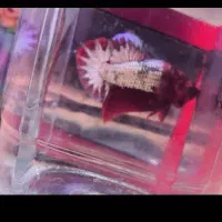 ماهی فایتر پلاکت|ماهی|تهران, افسریه شمالی|دیوار