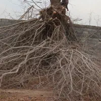 خرید هرس وبرش درخت|خدمات باغبانی و درختکاری|ورامین, ورامین|دیوار