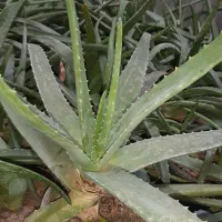 گلها والوراهای پرورش خانگی|گل و گیاه طبیعی|قم, شهرک مهدیه|دیوار