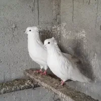 کبوترپرشی|پرنده|گمیشان, |دیوار