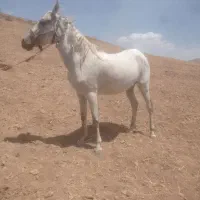 مادیان