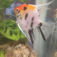 آنجل کوی درشت گرید بالا جفت خورده