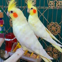 یک جفت عروس هلندی مولد لوتینو زعفرانی بالغ