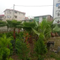 درختچه تزیینی زیبای پالم مخصوص ویلا باغ|گل و گیاه طبیعی|ساری, |دیوار