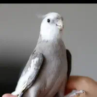 وایتفیس نراماده به شرط