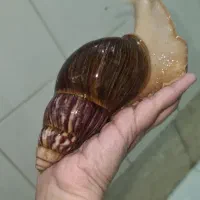حلزون و پک کامل نگهداری و ارسال رایگان در تهران