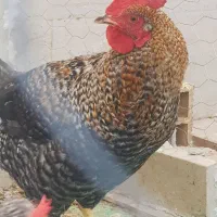 دو عدد خروس نژاد امروک