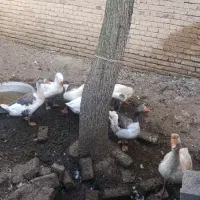 غاز قاز
