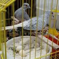 پرنده کبوترفنچ طوطی