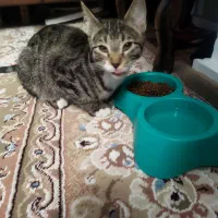 واگذاری رایگان گربه