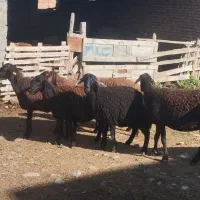 گوسفند|حیوانات مزرعه|سیمین شهر, |دیوار