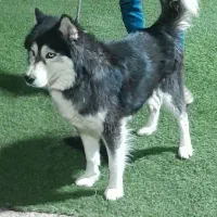 هاسکی (سیبرین)