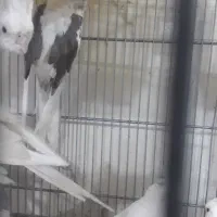 جفت عروس هلندی مولد|پرنده|برخوار, |دیوار