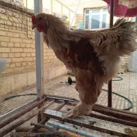 مرغ و خروس برهما امپراطور زیبا