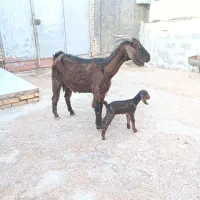 بز مطفل بزغاله ماده