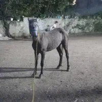اسب نریان