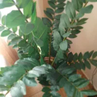 گل زاموفیلیا مصنوعی وارداتی|گل مصنوعی|ری, شهادت|دیوار