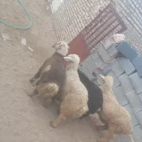 بره نر ترکی