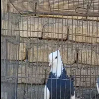 طوقی|پرنده|پیر بکران, |دیوار