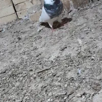 کبوتر توقی|پرنده|شادگان, |دیوار