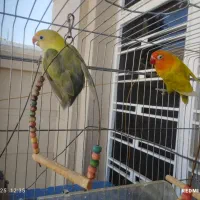 پرنده|پرنده|چرام, |دیوار