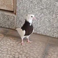 چند تا جوجه ونر عالی|پرنده|قم, پردیسان|دیوار