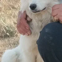 واگذاری سگ شیتزو