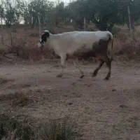 گاو محلی|حیوانات مزرعه|وردشت, |دیوار