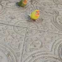 دستی|خزنده|یزد, |دیوار