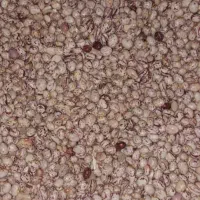 حبوبات ایرانی درجه ۱به قیمت عمده