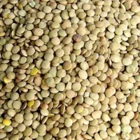 عدس برنجی  بیله سوار