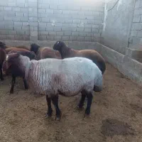 قوچ افشار اصل|حیوانات مزرعه|آباده, |دیوار