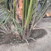 پاجوش نخل برحی|گل و گیاه طبیعی|خرمشهر, |دیوار