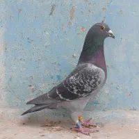 پلاکی مسافتی عراق نامبروان درجه یک|پرنده|اهواز, کمپلو شمالی|دیوار