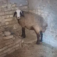 شیشک میش