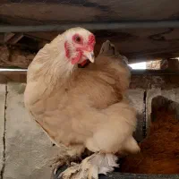 فروش تخم مرغ برهما