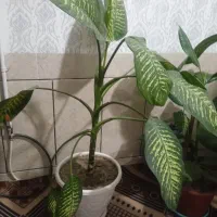 گل دیفن|گل و گیاه طبیعی|شهرکرد, |دیوار