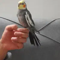 عروس هلندی