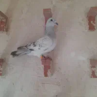 کفتر