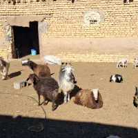 فروش  بره قوچ و کهره وبره|حیوانات مزرعه|وردشت, |دیوار