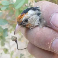سهره مست|پرنده|شیراز, شهرک رضوان|دیوار