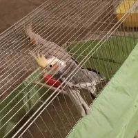 عروس با لوازم