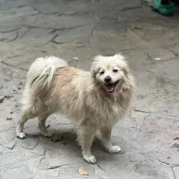 سگ‌نر پامر روباهی