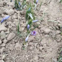 زمین زعفران اماده برداشت