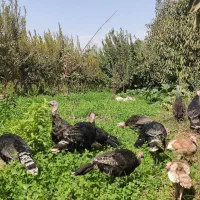 بوقلمون برنز بربون