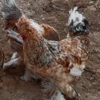 معاوضه خروس لهستانی با مرغ تخمگذار