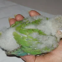 جوجه آناناسی