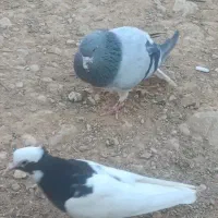 جفت بدرنگ سبز و یال سبز